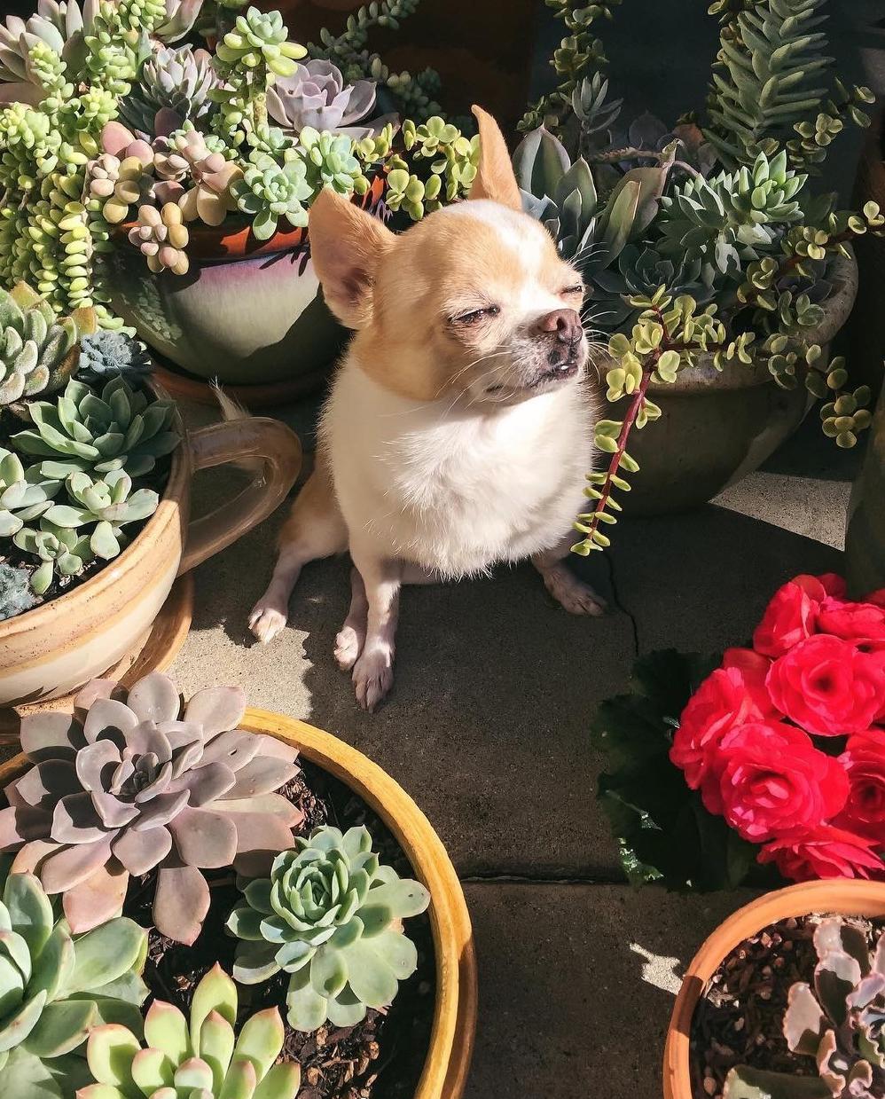 Are Cactuses Poisonous to Dogs