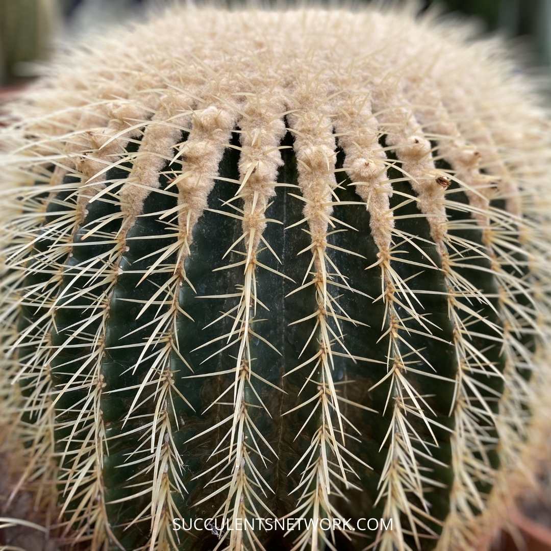 Echinocactus Grusonii 'Golden Barrel Cactus' | Succulents ...