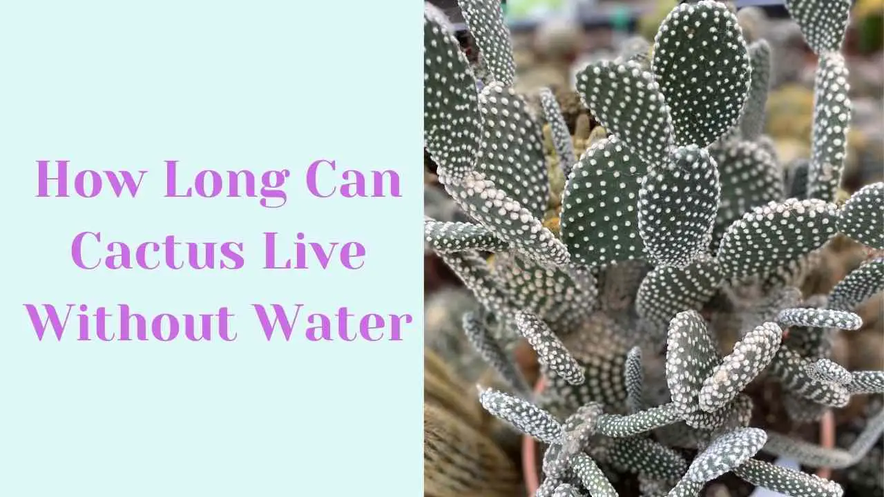 how long can cactus live without water