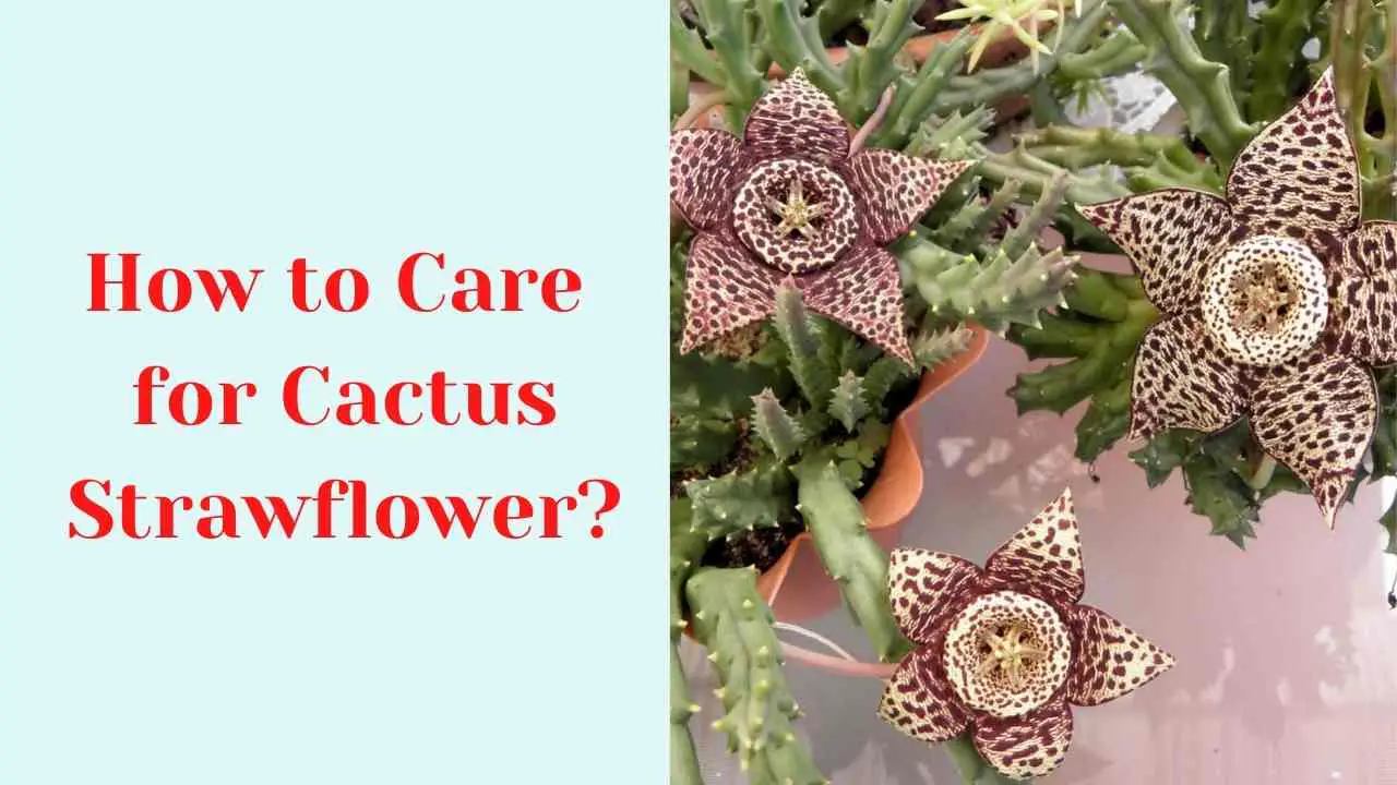 How to Care for Cactus Strawflower?