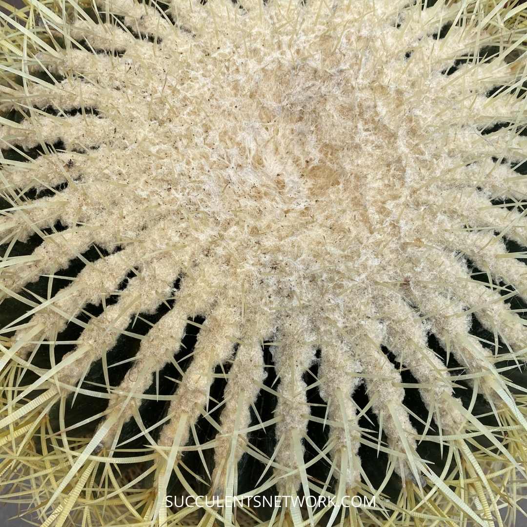 Echinocactus Grusonii ‘Golden Barrel Cactus'