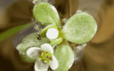 Crassula Natans ‘Floating Pigmyweed’