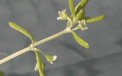 Crassula Natans Var. Minus