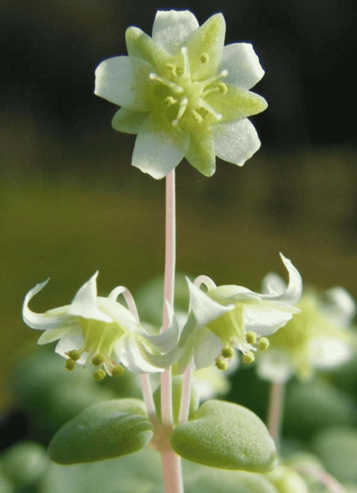 Crassula Nemorosa