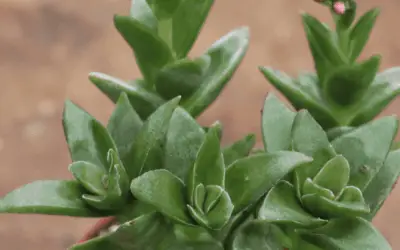 Crassula Nudicaulis ‘Naked-Stalked Crassula’