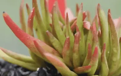 Crassula Nudicaulis ‘Devil’s Horns’