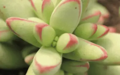 Crassula Nudicaulis Var. Herrei