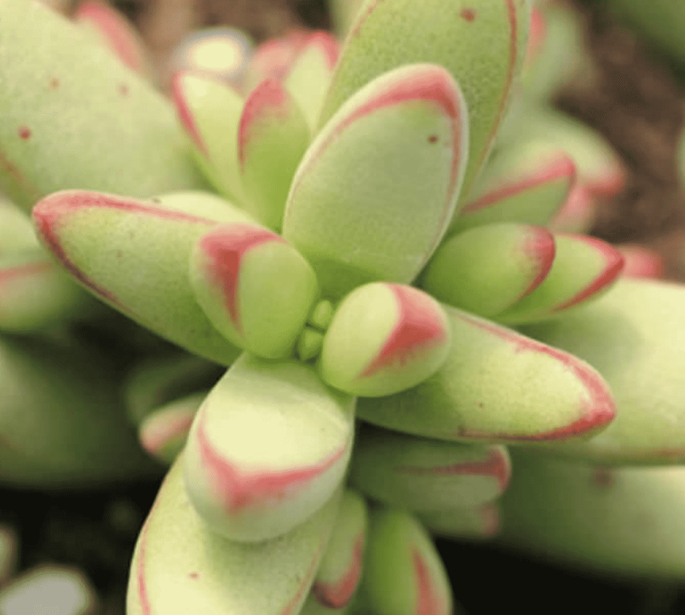 Crassula Nudicaulis Var. Herrei