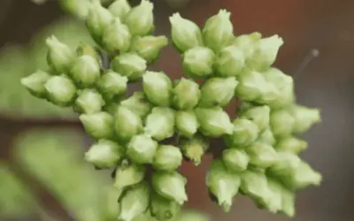 Crassula Nudicaulis Var. Plathylla