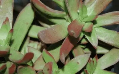 Crassula Nudicaulis Var. Plathpylla ‘Burgundy’