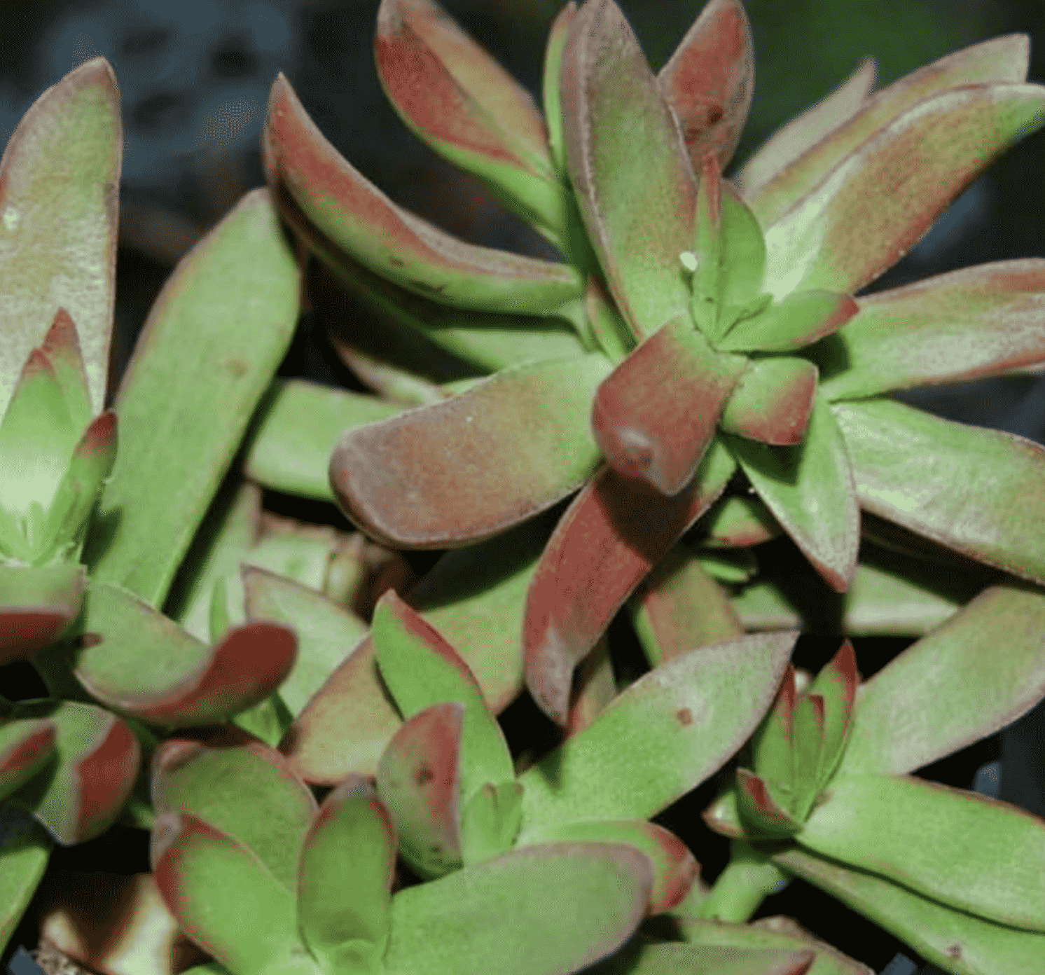 Crassula Nudicaulis Var. Plathpylla ‘Burgundy’