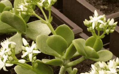 Crassula Ovata ‘Obliqua’