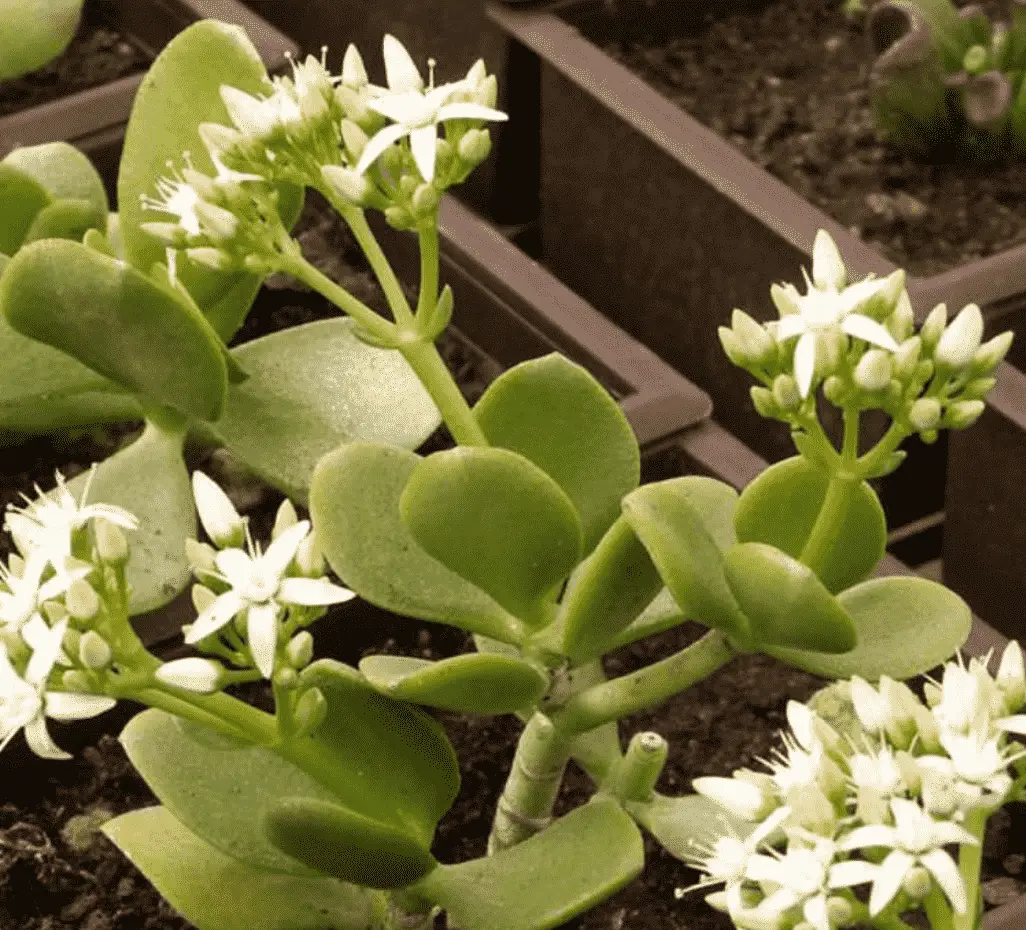 Crassula Ovata 'Obliqua'