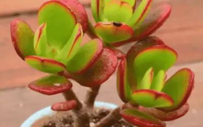 Crassula Ovata ‘Minima’