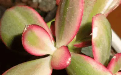 Crassula Ovata ‘Hummel’s Sunset’ F. Variegata