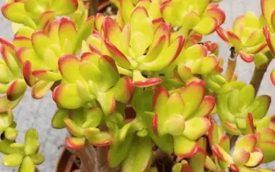 Crassula Ovata ‘Hummel’s Sunset’