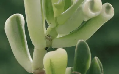 Crassula Ovata ‘Gollum’ F. Variegata