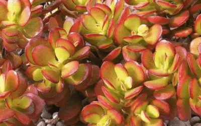 Crassula Ovata ‘Crosby’s Compact’