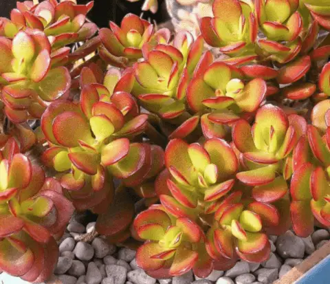 Crassula Ovata ‘Crosby’s Compact’ (Care Guide)- Succulents Network