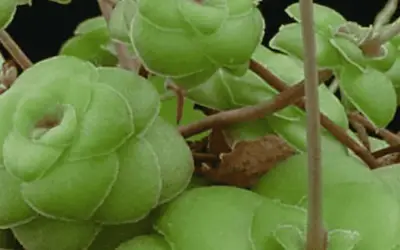 Crassula Orbicularis