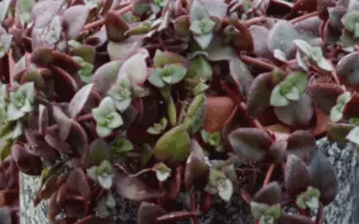 Crassula Pellucida Subsp. Marginalis F. Rubra