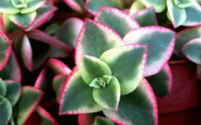 Crassula Pellucida Subsp. Marginalis ‘Variegata’