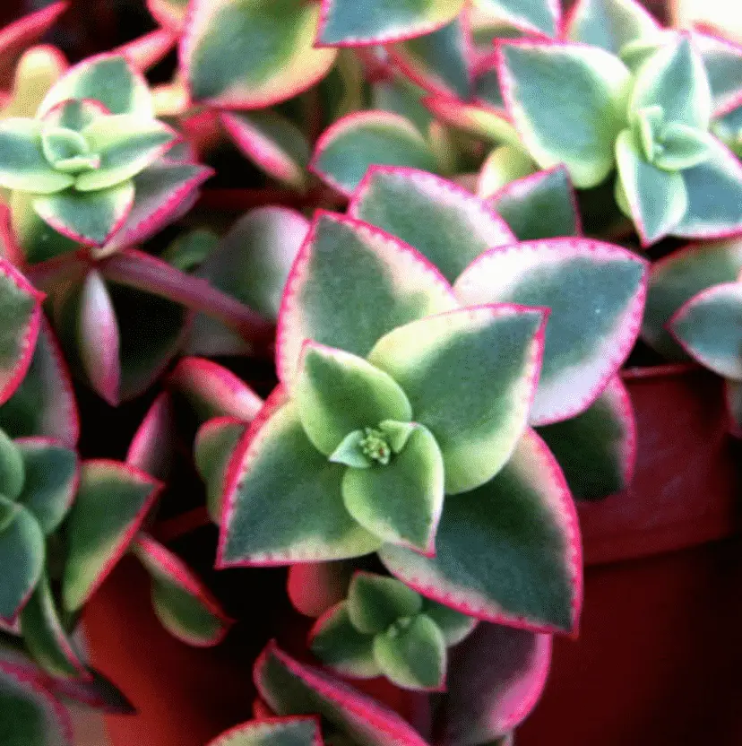 Crassula Pellucida Subsp. Marginalis ‘Variegata'