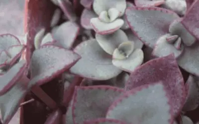 Crassula Pellucida Subsp. Marginalis ‘Rubra’