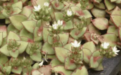 Crassula Pellucida Subsp. Marginalis