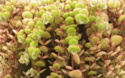 Crassula Pellucida