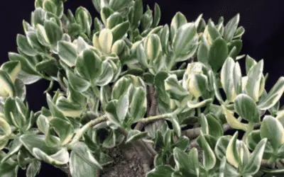 Crassula Ovata ‘Variegata’