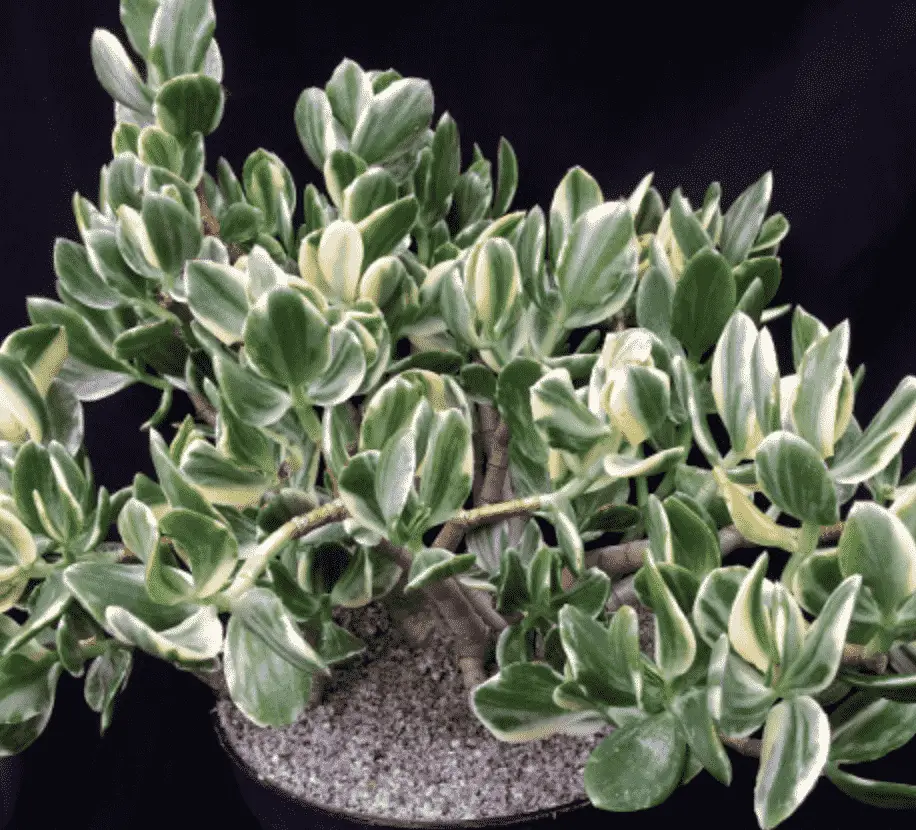 Crassula Ovata ‘Variegata'