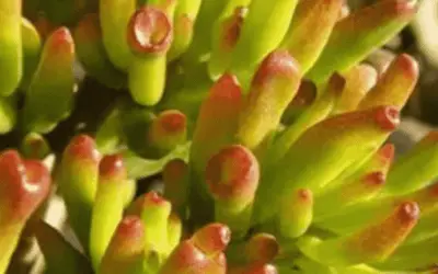 Crassula Ovata ‘Skinny Fingers’