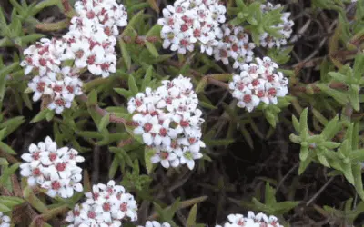 Crassula Pruinosa