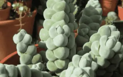 Crassula Pelgamatoides