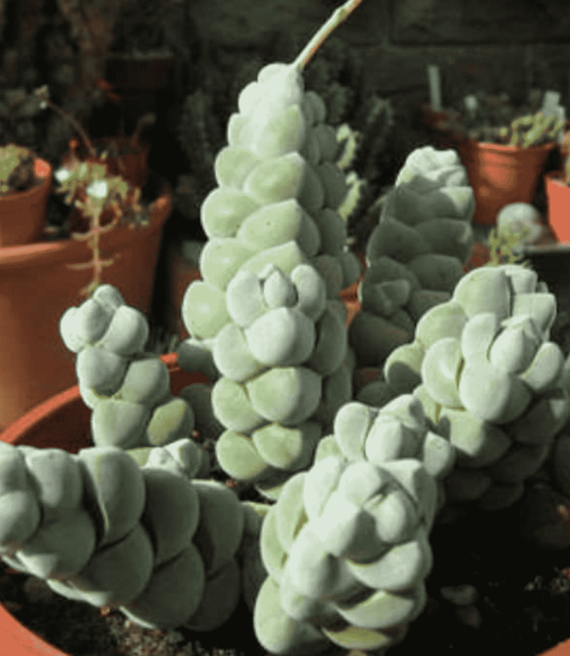 Crassula Pelgamatoides