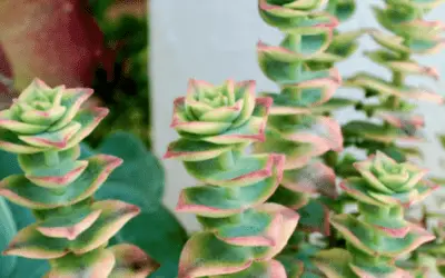 Crassula Perforata F. Variegata