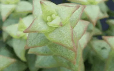 Crassula Perforata