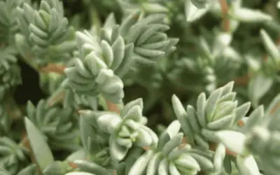 Crassula Peploides