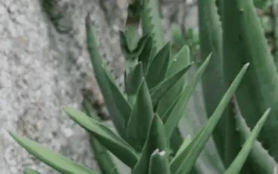 Crassula Perfoliata Var. Coccinea