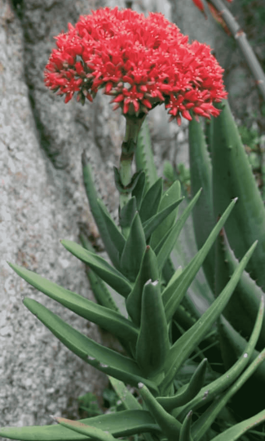 Crassula Perfoliata Var. Coccinea