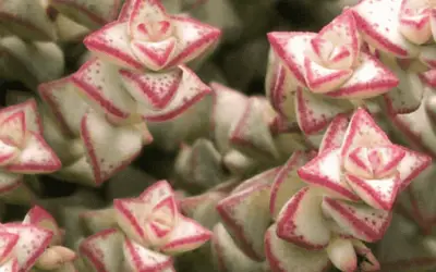 Crassula Rubestris Subsp. Commutata