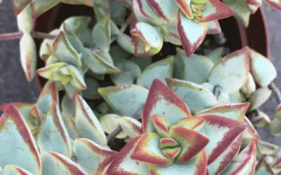 Crassula Rubistris ‘High Voltage’