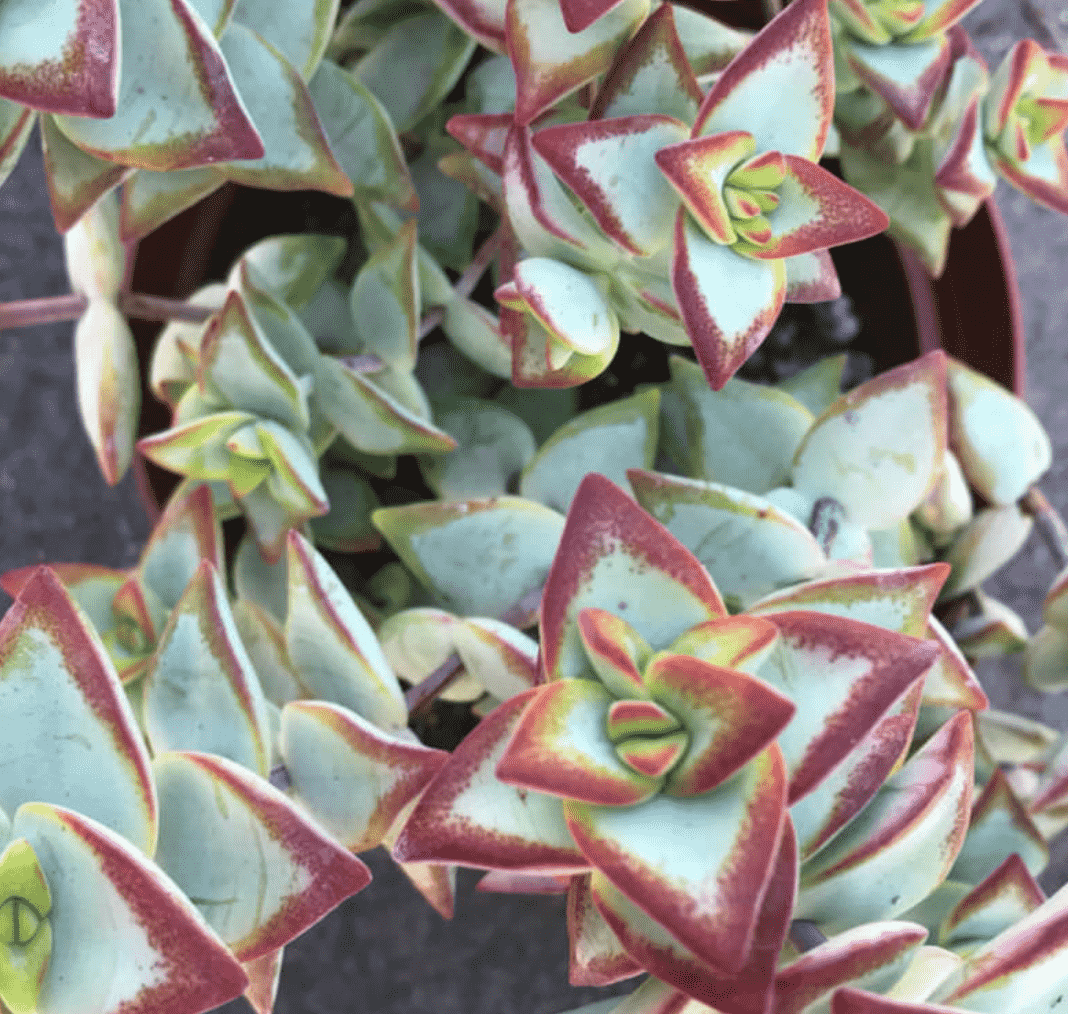 Crassula Rubistris ‘High Voltage’