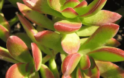 Crassula Rubicaulis ‘Red Stem Crassula’