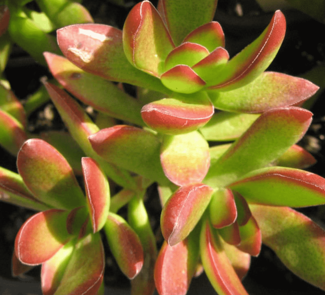 Crassula Rubicaulis 'Red Stem Crassula'