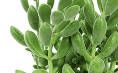 Crassula Rogersii