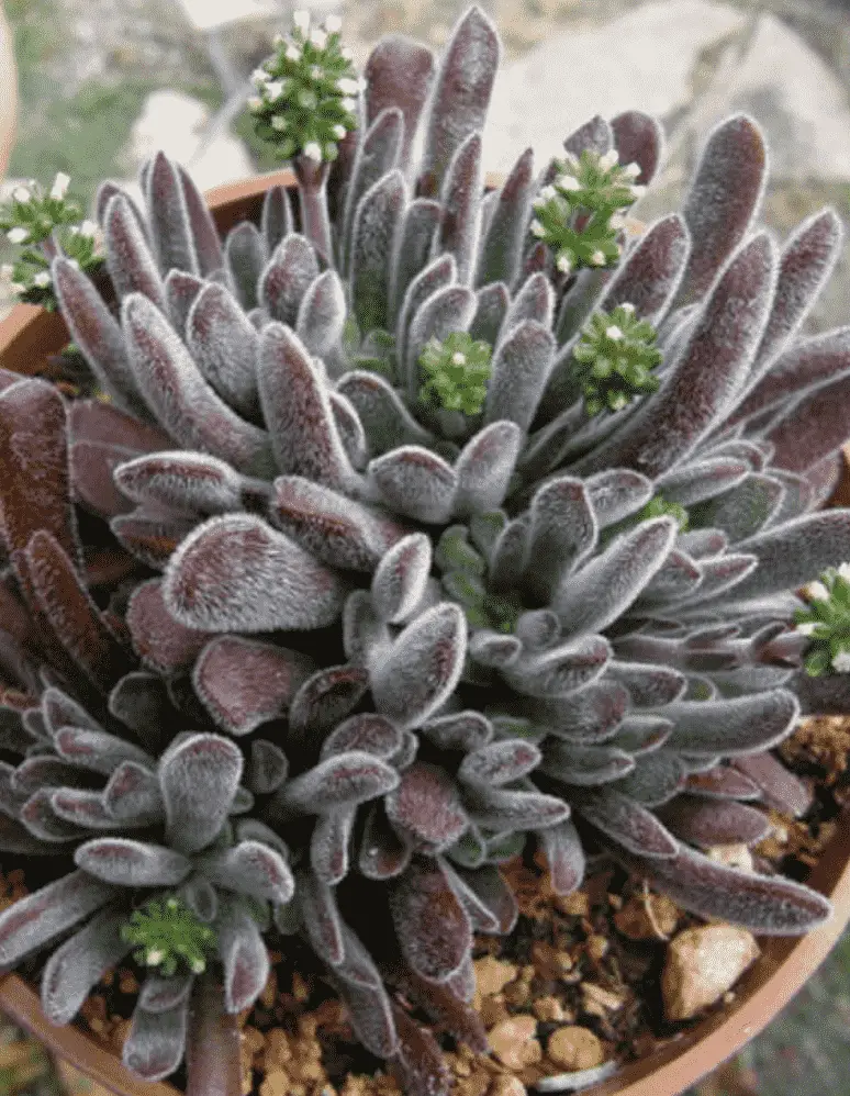 Crassula Pubescens Subsp. Rattrayi