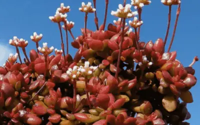 Crassula Pubescens Subsp. Radicans