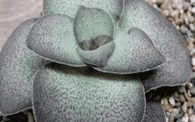 Crassula Pseudohemisphaerica